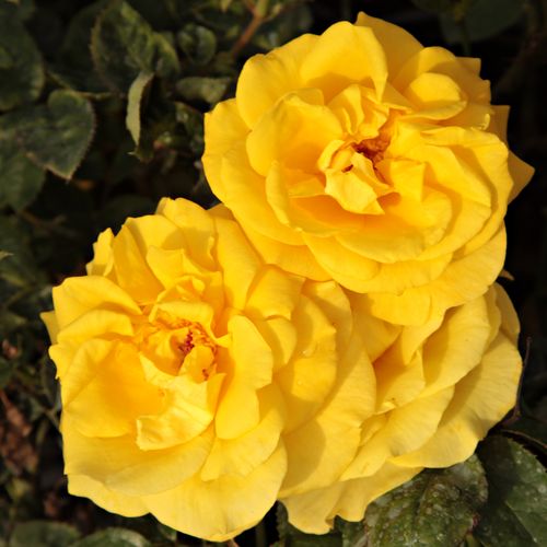 Rosa Goldbeet - gelb - floribundarosen